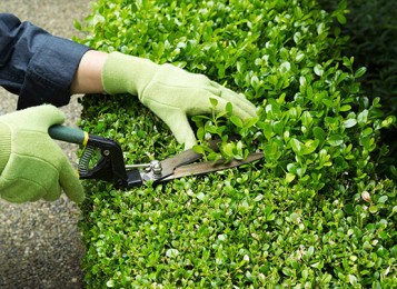 Hedge Trimming Brisbane