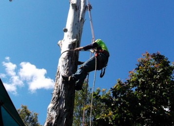 Tree lopping Brisbane