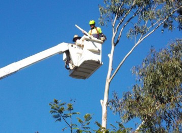 Pruning Services Brisbane