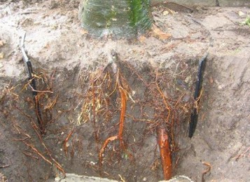 Root Barrier Services - Brisbane