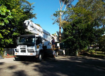 Tree removal and stump grinding